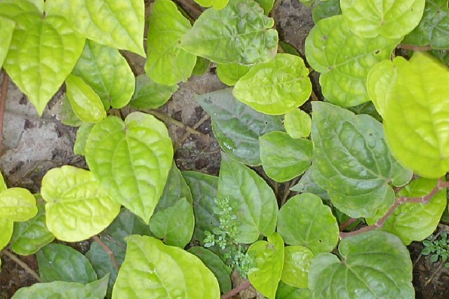 Kava Kava