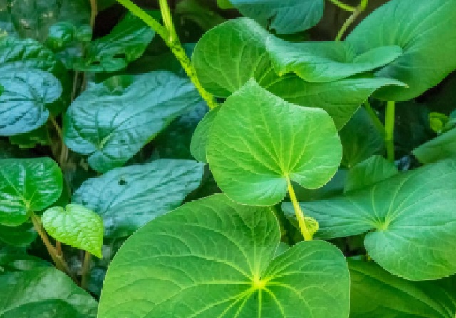 Kava Kava